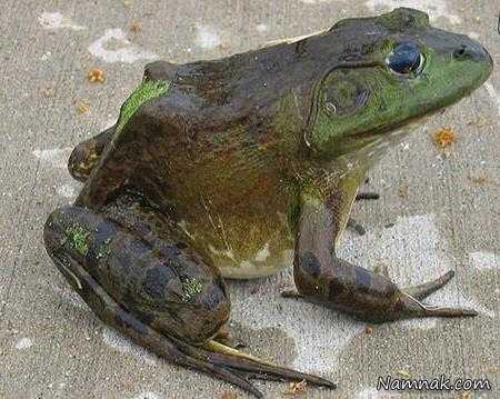 قورباغه غول پیکر انواع غذاهای خارجی کشنده