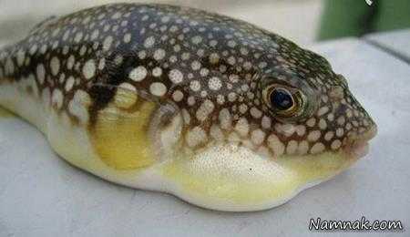 ماهی فوگو انواع غذاهای خارجی که ما نمی توانیم بخوریم