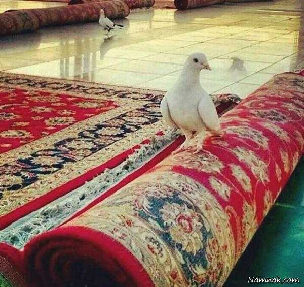 عکس های جدید ورزشکاران ایرانی در فضای مجازی