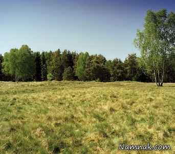 تک تیرانداز مخفی شده در تصویر