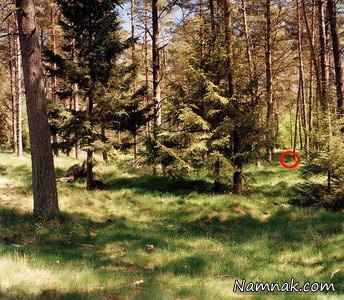 تک تیرانداز مخفی شده در تصویر