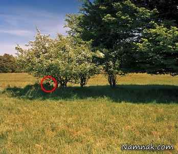 تک تیرانداز مخفی شده در تصویر