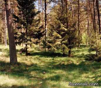 تک تیرانداز مخفی شده در تصویر