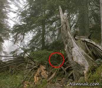 تک تیرانداز مخفی شده در تصویر