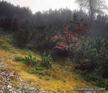 تک تیرانداز مخفی شده در تصویر