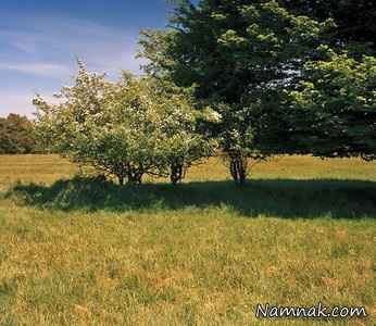 تک تیرانداز مخفی شده در تصویر