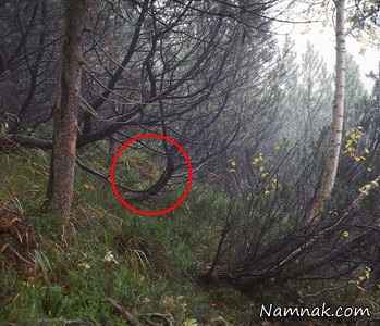 تک تیرانداز مخفی شده در تصویر