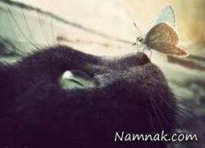 زندگی مسالمت آمیز پروانه ها