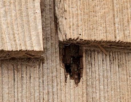 وجود موریانه در وسایل چوبی منزل دفع موریانه
