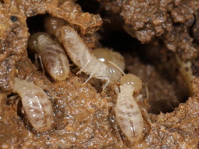 بهترین روش دفع موریانه دفع موریانه