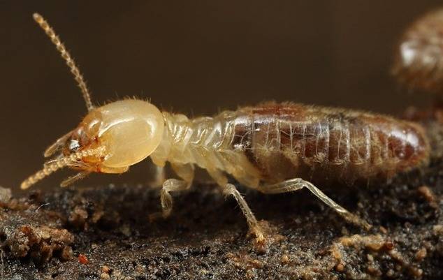 دارو و سم دفع موریانه دفع موریانه