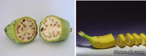 شکل اولیه موز شکل میوه ها در گذشته