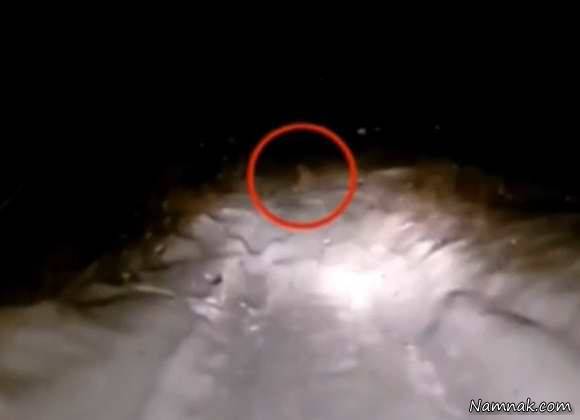 موجود عجیبی که شکار دوربین شد موجود عجیب