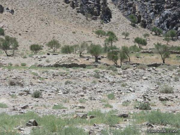 آشنایی با جاذبه های تاریخی ودیدنی شهرسراوان سراوان