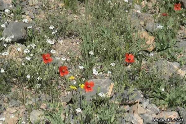 آشنایی با جاذبه های تاریخی ودیدنی شهرسراوان سراوان