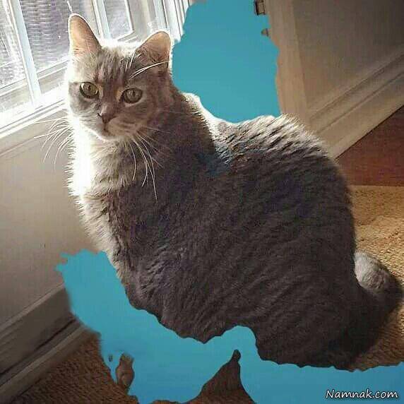 سوژه های جالب و دیدنی عکس های خنده دار