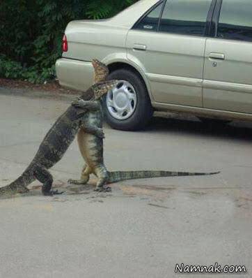 عکس های خنده دار