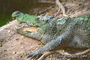 سلفی با تمساح