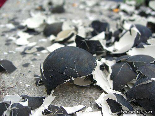 تخم مرغ های سیاه جادویی در ژاپن تخم مرغ