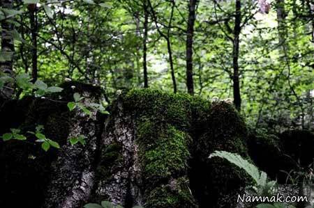 دهستان زیبا و توریستی لاویج لاویج