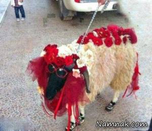 عکس های خنده دار