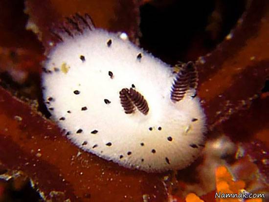 خرگوش دریایی