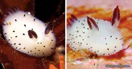 خرگوش دریایی