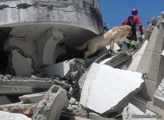 سگی که قهرمان ملی مکزیک شد سگ نجات