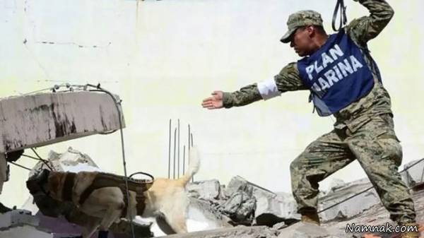 سگی که قهرمان ملی مکزیک شد سگ نجات