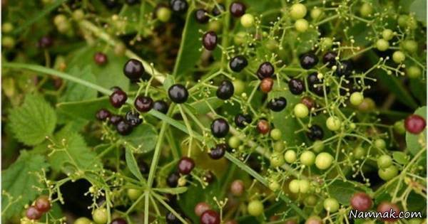 معرفی و خواص گیاهان دارویی روناس گیاه روناس