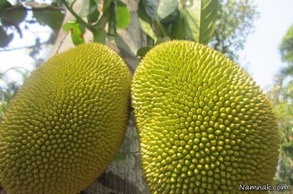 خارگیل 
