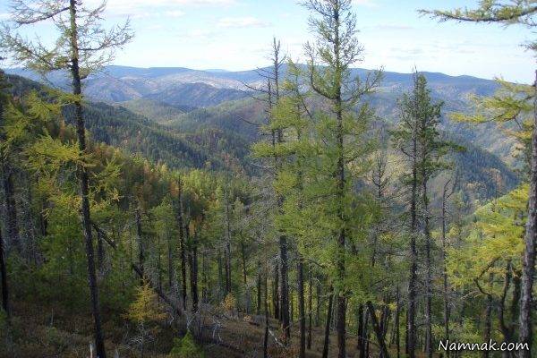 خانواده ای که 42 سال تنها در سیبری زندگی کردند جنگل های سیبری