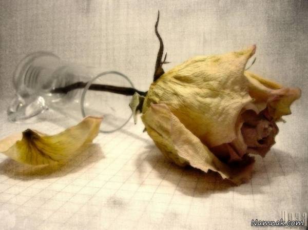 انواع روش ها و ترفندها برای خشک کردن گل خشک کردن گل