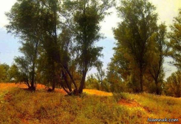 پارک چاهکوتاه