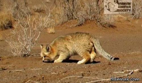 مثلث برمودای ایران