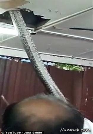 مار غول پیکر 