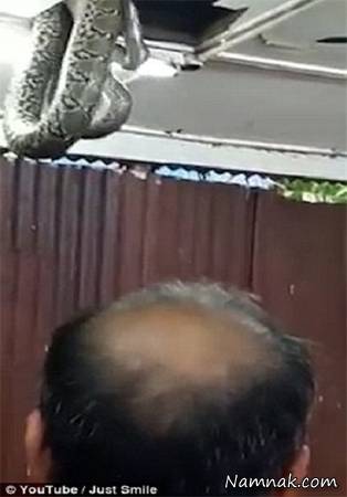 مار غول پیکر