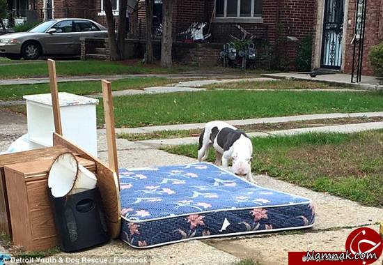 سگی که رها شده سگ