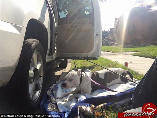 سگی بی پناه کنار خیابان سگ بی پناه