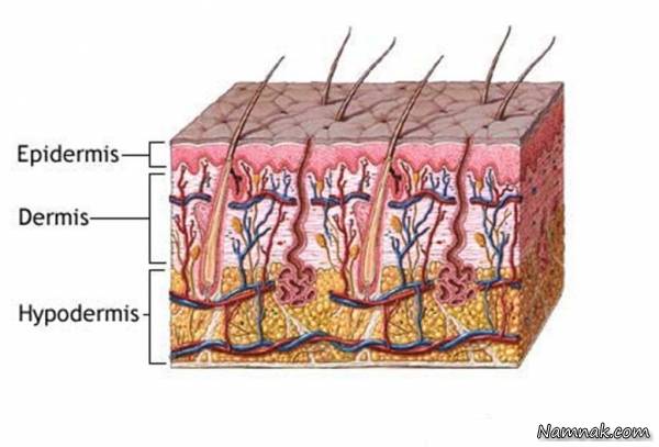 با علت نشت نکردن خون از پوست آشنا شوید پوست