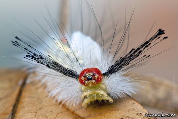 تصاویر جذاب و زیبا از کاترپیلارهای منحصر به فرد کاترپیلارهای منحصر به فرد