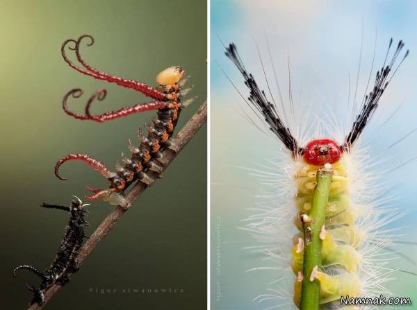 تصاویر جذاب و زیبا از کاترپیلارهای منحصر به فرد کاترپیلارهای منحصر به فرد