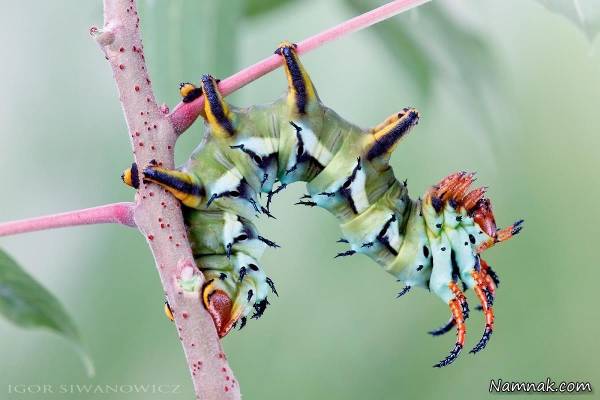 تصاویر جذاب و زیبا از کاترپیلارهای منحصر به فرد کاترپیلارهای منحصر به فرد
