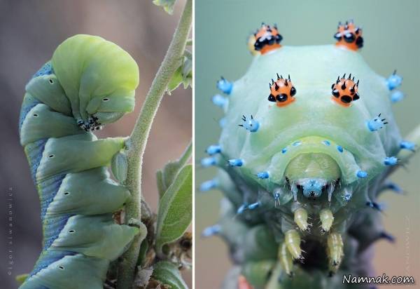 تصاویر جذاب و زیبا از کاترپیلارهای منحصر به فرد کاترپیلارهای منحصر به فرد
