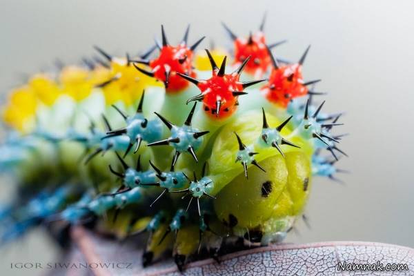 تصاویر جذاب و زیبا از کاترپیلارهای منحصر به فرد کاترپیلارهای منحصر به فرد