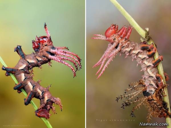 تصاویر جذاب و زیبا از کاترپیلارهای منحصر به فرد کاترپیلارهای منحصر به فرد