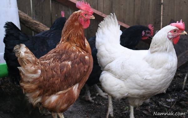 تفاوت تخم مرغ سفید و تخم مرغ قهوه ای در چیست؟ تخم مرغ سفید و تخم مرغ قهوه ای