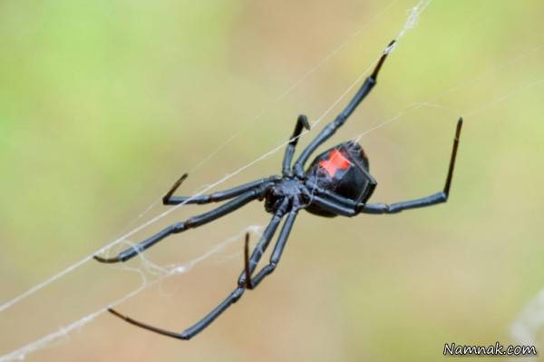  مرگبارترین حیوانات جهان