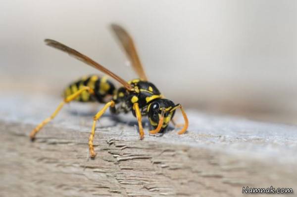 مرگبارترین حیوانات جهان 