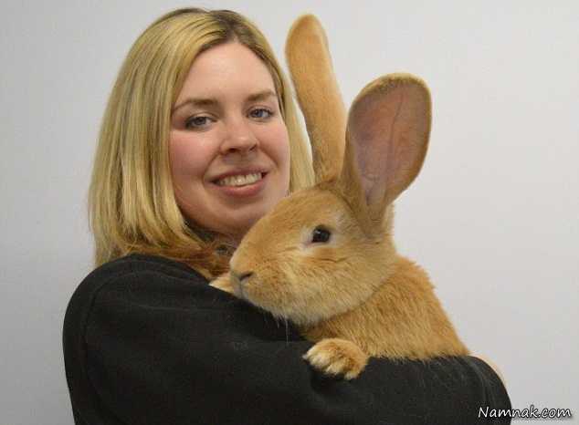 خرگوش غول پیکر